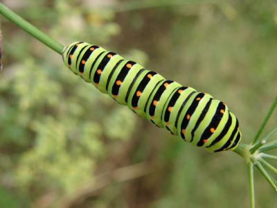 Zeitloser Klassiker: Streifen!